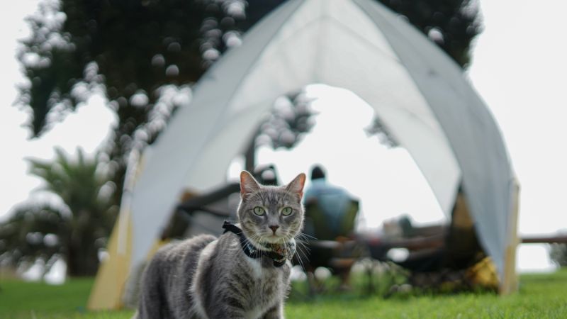 cat and camp