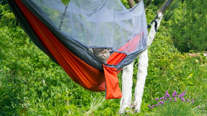 cat in hammock outdoor camping