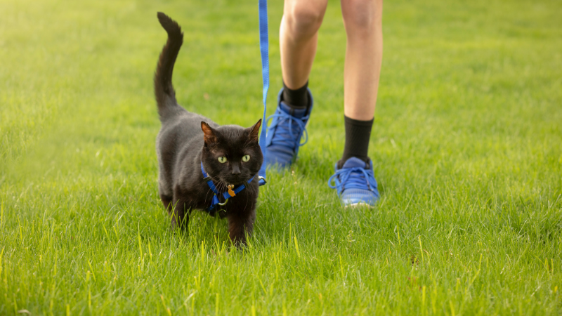 Walking Your Cat: What to Dos and Don'ts