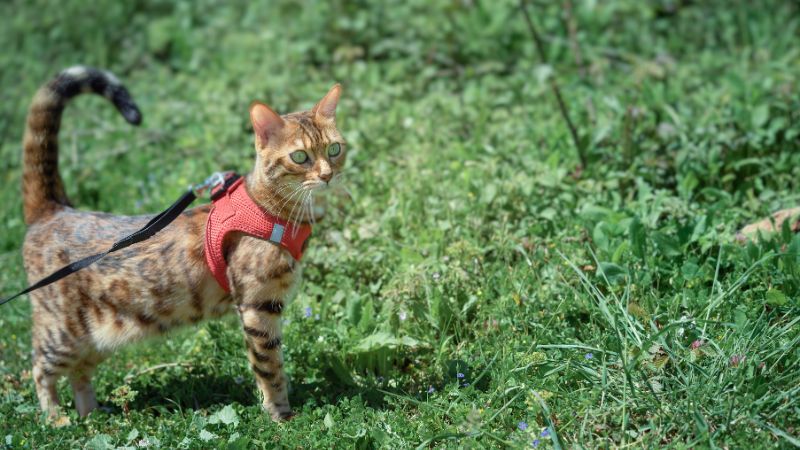 cat wears a red harness outddor