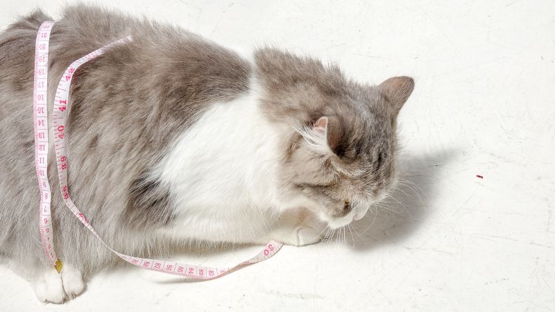 cat with measuring tape