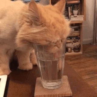 cats drinking water gif
