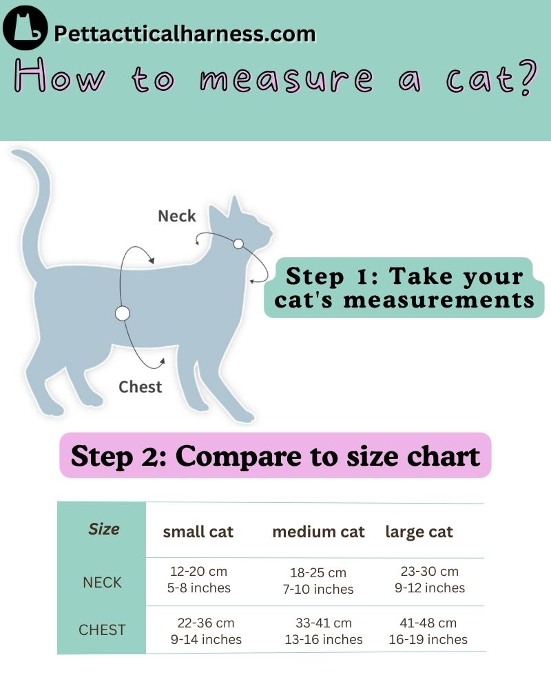 How to Measure a Cat for a Harness