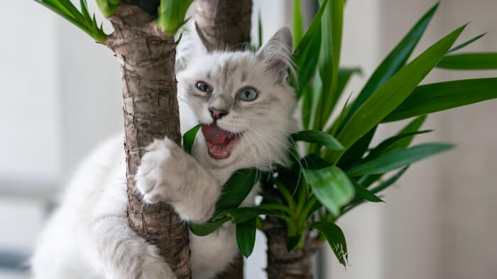 cat eat plants