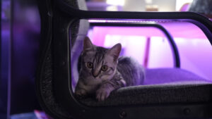 cat in car