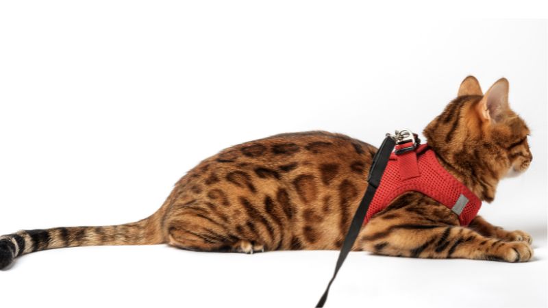 my cat wears a red cat harness