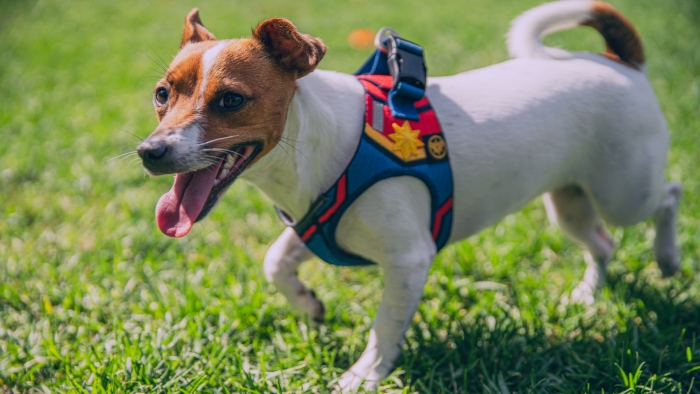 no-pull harness for dogs