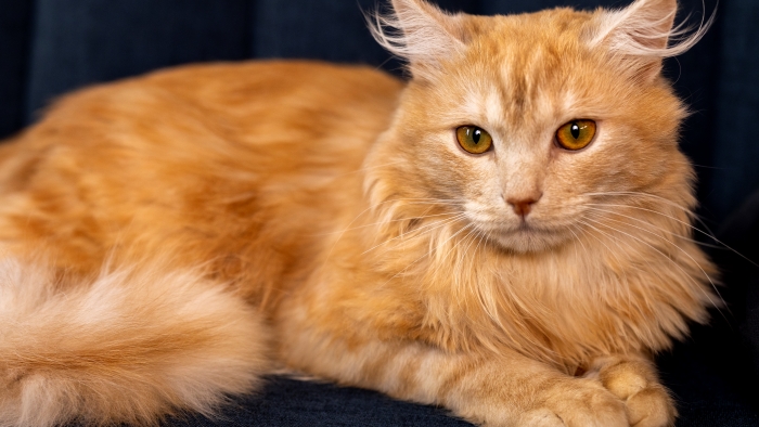 ginger or orange cats