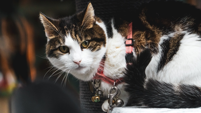 a cat which wears a harness in car