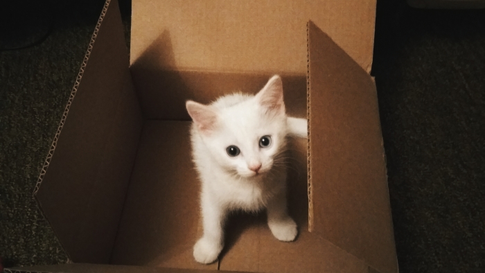 a cat in a litter box