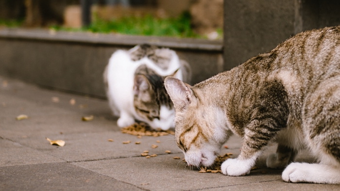 cats eating foods