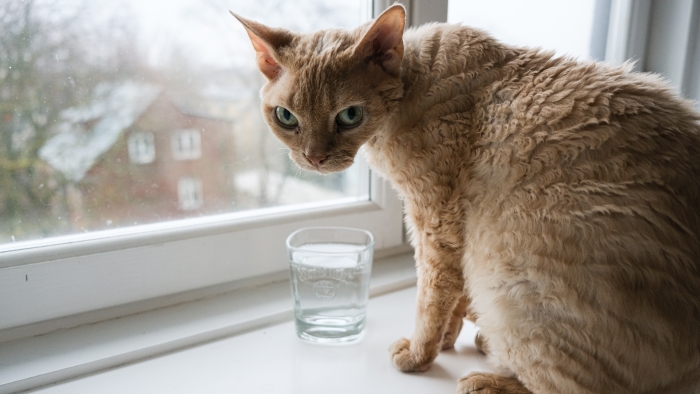 prepare a cup of water for cat