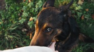 Belgian Malinois is licking hand of someone