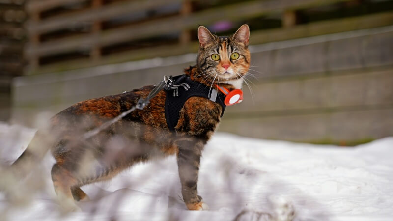 a cat wears vest