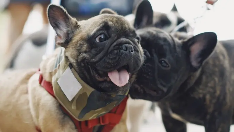 2 French Bulldogs with harness
