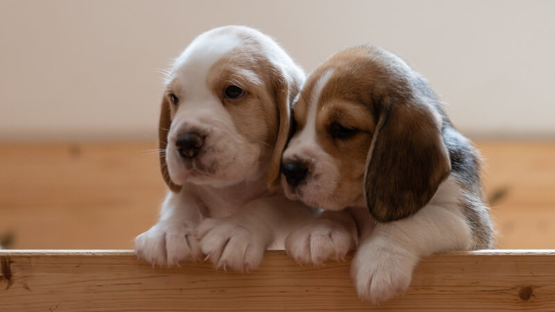 two puppies