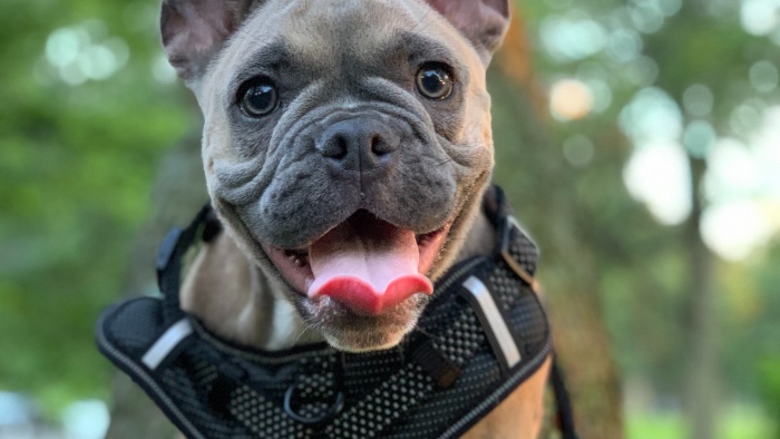 a French Bulldog wears a harness