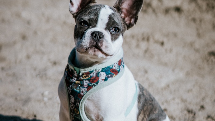 a French Bulldog wears a harness with Frenchie-print.