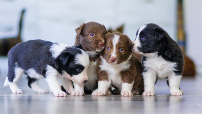 4 puppies