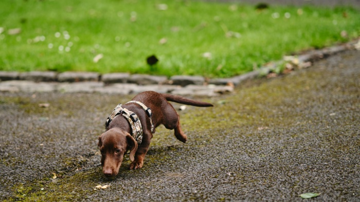 a dachshund walking with harness 