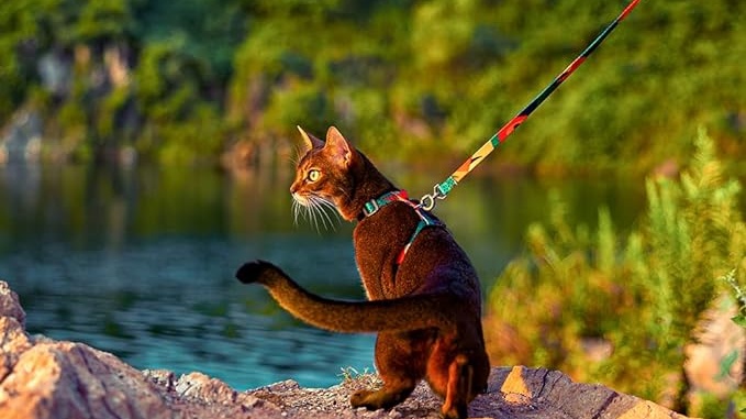a cat with leash and harness