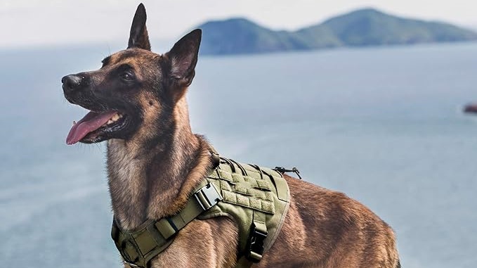 a dog wears a tactical dog harness