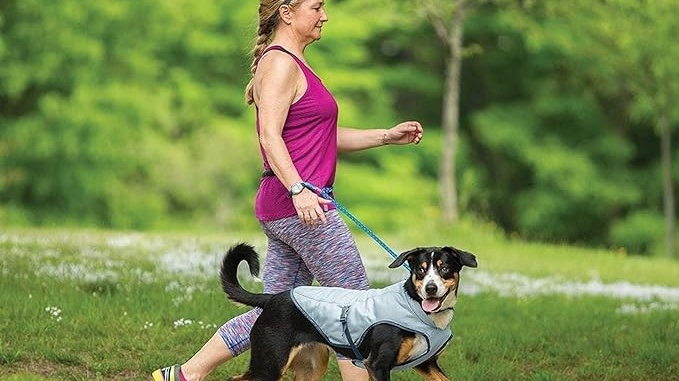 walking a dog with leash and vest
