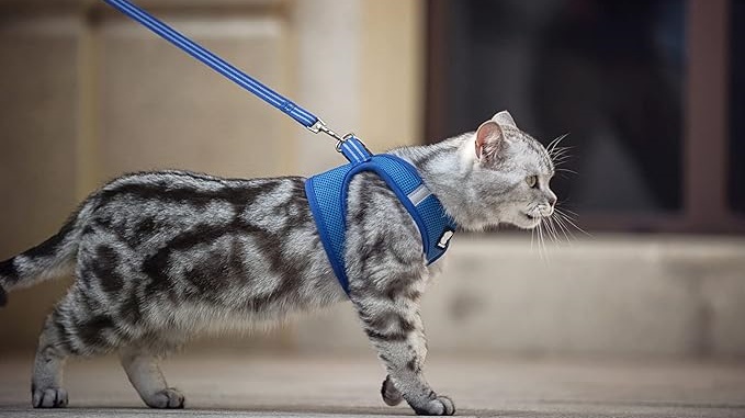 walking a cat with leash and vest